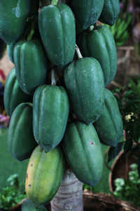 Close-up of fruits growing on plant