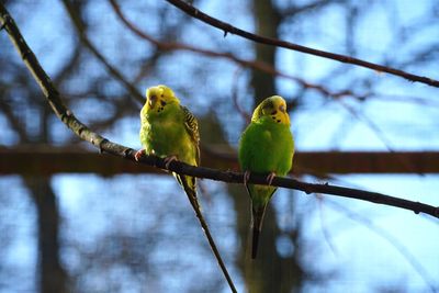 Close-up of parrot perching on branch