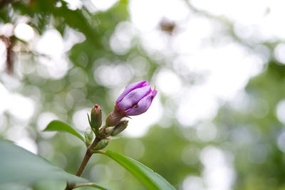 Close-up of purple flowering plant