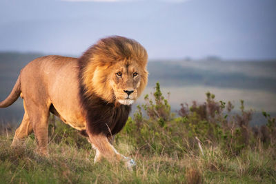 Male lion in south africa walking through grass and observing the environment