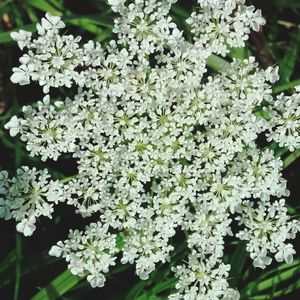 Close-up of white flowers