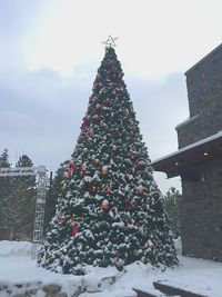 Low angle view of christmas tree