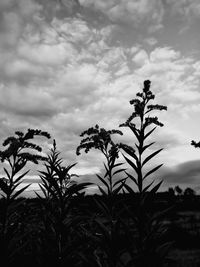 Low angle view of plants growing on field against sky