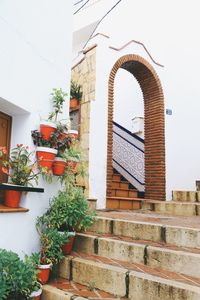 Low angle view of potted plants on wall of building