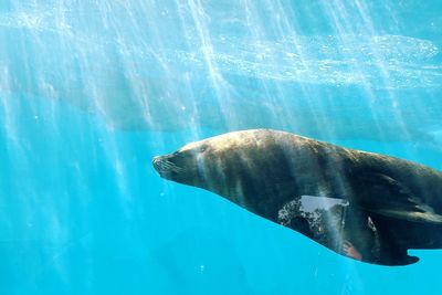 View of fish swimming in sea