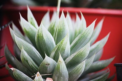 Close-up of succulent plant