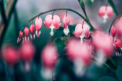 Close-up of pink flowering plants