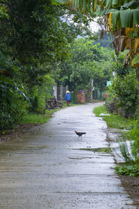 View of birds on footpath amidst plants