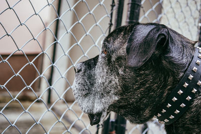 Close-up of dog looking through chainlink fence