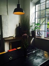 Potted plants on window sill