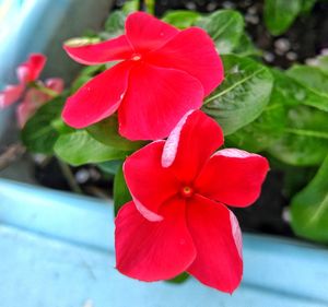 Close-up of red hibiscus blooming outdoors