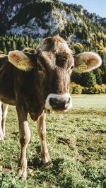 Cow standing in a field