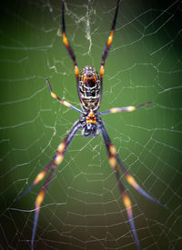 Close-up of spider on web