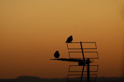 Silhouette bird flying against orange sky