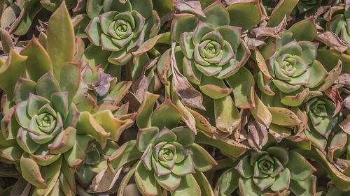 Full frame shot of succulent plant