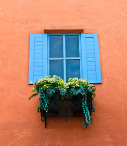 Low angle view of potted plant on window of building