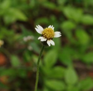 Close-up of flower blooming outdoors