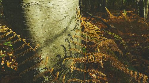 Dry plants growing by tree trunk