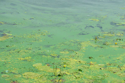 High angle view of water lily in lake