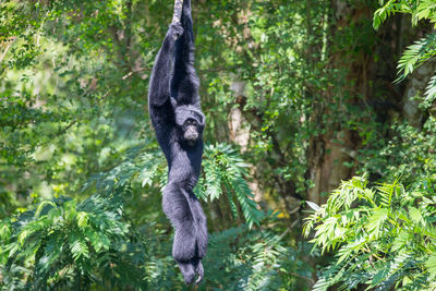 Monkey in a forest