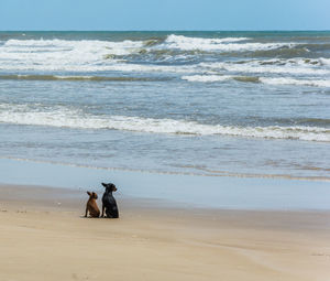 Dog on beach by sea against sky