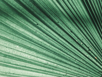 Full frame shot of palm tree leaves