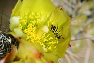 Close-up of bee on yellow flower
