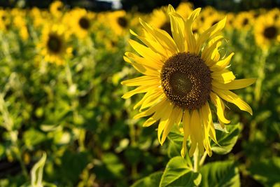 Close-up of sunflower