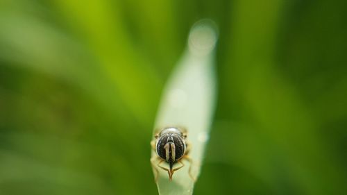 Close-up of insect on plant