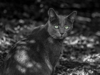 Portrait of cat sitting on field