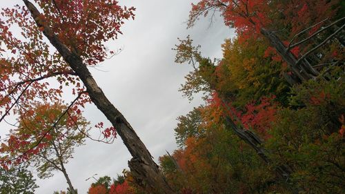 Low angle view of trees