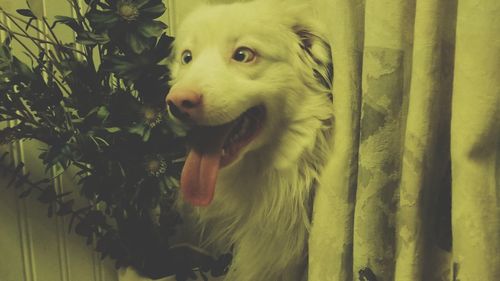 Close-up of dog looking away