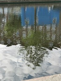 Reflection of tree in lake