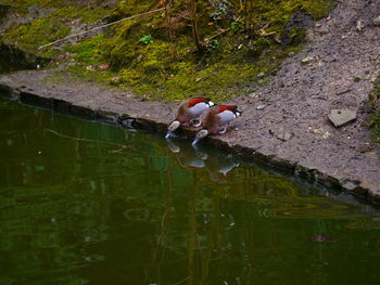 Ducks swimming on lake