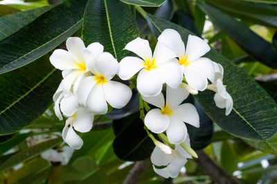 Close-up of white flowering plant