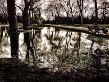Reflection of trees in lake