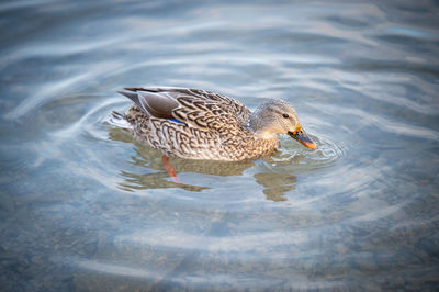 High angle view of duck swimming in lake