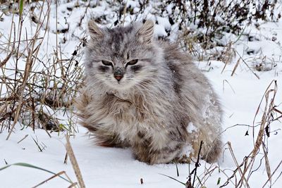 View of a cat on snow covered field