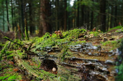 Close-up of moss growing on tree trunk