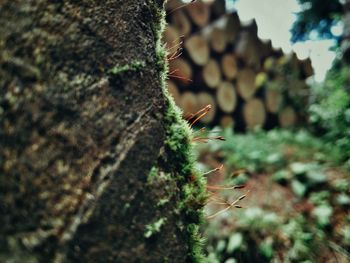 Close-up of plant growing on tree trunk