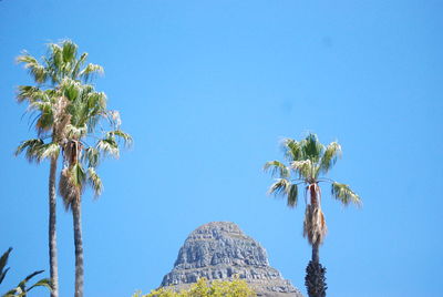 Low angle view of palm trees against clear blue sky