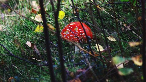 Close-up of plant in forest