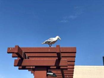 Low angle view of seagull perching on roof against clear sky