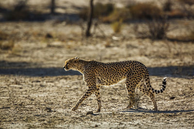 Cheetah walking on field