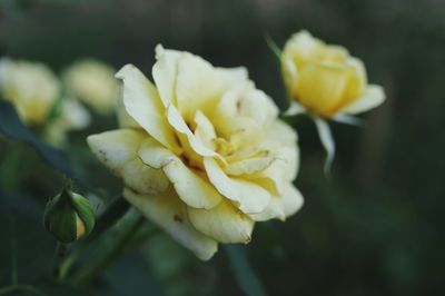 Close-up of yellow rose