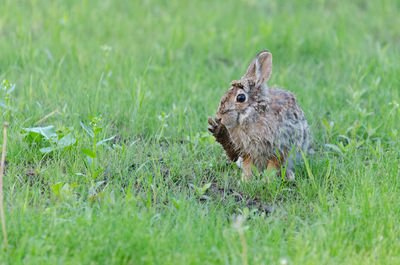 Squirrel on a field