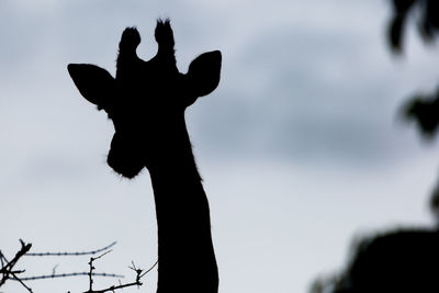 Low angle view of silhouette giraffe against sky
