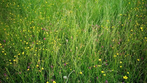 Full frame shot of flowering plants on land