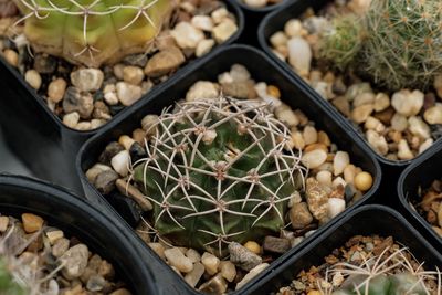 High angle view of cactus in container