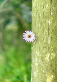 Close-up of purple flowering plant against tree trunk